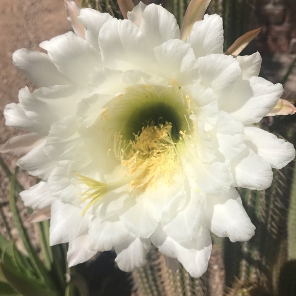 Meet your Posher, Adriana - Picture 1 of 1